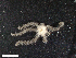  (Ophiosabine vivipara - HA04_OPH_A_0128.2_UBGD.295092)  @11 [ ] CreativeCommons - Attribution Share-Alike (2024) Unspecified Universite de Bourgogne, Biogeosciences