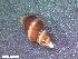  (Falsimohnia albozonata - HA04_GAS_L_0110.16_UBGD.295271)  @11 [ ] CreativeCommons - Attribution Share-Alike (2024) Unspecified Universite de Bourgogne, Biogeosciences