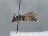  (Lasioglossum tricinctum muganicum - HASARD-041)  @11 [ ] nrr (2024) Unspecified Simone Flaminio