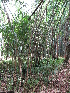  (Guadua amplexifolia - XAL-68)  @11 [ ] Copyright  T. Mejia 2010 Unspecified