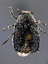  (Coscinoptera - CCDB-29984-F09)  @11 [ ] by-nc-nd (2023) Hume Douglas Agriculture and Agri-Food Canada