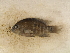  (Herichthys tamasopoensis - FOE-45)  @15 [ ] Copyright (2014) Fabian Perez ENCB-IPN