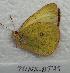  (Colias occidentalis - 761NK-DT29)  @13 [ ] Unspecified (default): All Rights Reserved  Unspecified Unspecified