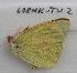  (Colias christina - 608NK-TU2)  @13 [ ] Unspecified (default): All Rights Reserved  Unspecified Unspecified