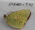  (Colias christina - 608NK-TU1)  @13 [ ] Unspecified (default): All Rights Reserved  Unspecified Unspecified