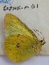 (Colias occidentalis - 608NK-MG1)  @13 [ ] Unspecified (default): All Rights Reserved  Unspecified Unspecified