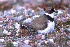  (Charadrius semipalmatus - MKP 2381)  @14 [ ] Unspecified (default): All Rights Reserved  Unspecified Unspecified