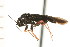 (Slaterocoris croceipes - CNC-HEM-1128)  @14 [ ] CreativeCommons - Attribution (2010) Unspecified Centre for Biodiversity Genomics