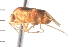  (Neolygus tinctus - CNC-HEM-0325)  @13 [ ] CreativeCommons - Attribution (2010) Unspecified Centre for Biodiversity Genomics
