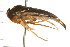  (Hesperocorixa laevigata - CNC-HEM-1384)  @15 [ ] CreativeCommons - Attribution (2010) Unspecified Centre for Biodiversity Genomics