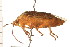  (Apateticus bracteatus - CNC-HEM-1256)  @14 [ ] CreativeCommons - Attribution (2010) Unspecified Centre for Biodiversity Genomics