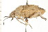  (Prionosoma podopioides - CNC-HEM-1262)  @13 [ ] CreativeCommons - Attribution (2010) Unspecified Centre for Biodiversity Genomics