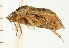  (Deraeocoris schwarzii - CNC-HEM-1296)  @13 [ ] CreativeCommons - Attribution (2010) Unspecified Centre for Biodiversity Genomics