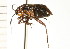  (Capsus ater - CNC-HEM-1311)  @14 [ ] CreativeCommons - Attribution (2010) Unspecified Centre for Biodiversity Genomics