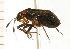  (Capsus ater - CNC-HEM-1312)  @14 [ ] CreativeCommons - Attribution (2010) Unspecified Centre for Biodiversity Genomics