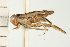  (Trichocorixa borealis - CNC-HEM-1465)  @14 [ ] CreativeCommons - Attribution (2010) Unspecified Centre for Biodiversity Genomics