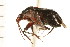  (Deraeocoris fulgidus - CNC-HEM-1195)  @15 [ ] CreativeCommons - Attribution (2010) Unspecified Centre for Biodiversity Genomics