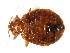  (Cimicinae - CNC-HEM-0144)  @14 [ ] CreativeCommons - Attribution (2010) Unspecified Centre for Biodiversity Genomics