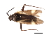  (Orthotylus angulatus - CNC-HEM-0469)  @14 [ ] CreativeCommons - Attribution (2010) Unspecified Centre for Biodiversity Genomics