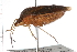  (Euschistus servus servus - CNC-HEM-0962)  @13 [ ] CreativeCommons - Attribution (2009) Unspecified Centre for Biodiversity Genomics