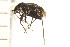  (Criocoris saliens - CNC-HEM-1541)  @13 [ ] CreativeCommons - Attribution (2010) Unspecified Centre for Biodiversity Genomics