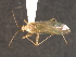  (Blepharidopterus - CNC-HEM-0664)  @15 [ ] CreativeCommons - Attribution (2009) Unspecified Centre for Biodiversity Genomics