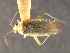  (Orthotylus albocostatus - CNC-HEM-0675)  @13 [ ] CreativeCommons - Attribution (2010) Unspecified Centre for Biodiversity Genomics