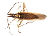  (Stenodema pilosipes - CNC-HEM-0752)  @15 [ ] CreativeCommons - Attribution (2010) Unspecified Centre for Biodiversity Genomics