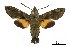  (Macroglossum prometheus - USNM ENT 00676005)  @15 [ ] Unspecified (default): All Rights Reserved  Unspecified Unspecified