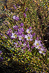  (Gentianella tristicha - UNASAM-HDS-136)  @11 [ ] CreativeCommons  Attribution Non-Commercial  (by-nc) (2019) Unspecified Universidad Nacional Santiago Antunez de Mayolo