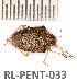  ( - RL-PENT-033)  @11 [ ] Copyright (2020) Roland Lupoli Unspecified