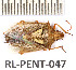  ( - RL-PENT-047)  @11 [ ] Copyright (2020) Roland Lupoli Unspecified