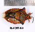  (Carpocoris mediterraneus atlanticus - RL-PENT-160)  @11 [ ] Creative common (2022) Rodolphe Rougerie Museum national d'Histoire naturelle, Paris