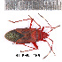  (Dysdercus delauneyi - RL-PENT-185)  @11 [ ] Creative common (2022) Rodolphe Rougerie Museum national d'Histoire naturelle, Paris