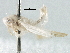  (Erythridula tenuispica - BIOUG02517-D11)  @13 [ ] CreativeCommons - Attribution (2013) CBG Photography Group Centre for Biodiversity Genomics