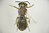  (Halictus pseudovestitus - CP16025)  @11 [ ] bync (2019) Unspecified China Agricultural University