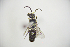  (Hylaeus nigricallosus - CP16070)  @11 [ ] by-nc (2019) Unspecified China Agricultural University