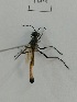  (Ammophila sickmanni - X_BJCP19)  @11 [ ] bync (2019) Unspecified Beijing Academy of Agricultural and Forestry Sciences