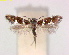  ( - RMNH.INS.25192)  @14 [ ] CreativeCommons  Attribution Non-Commercial Share-Alike (2020) Erik J. van Nieukerken-Naturalis Naturalis Biodiversity Center