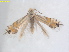  (Coptodisca conocarpusUSA - RMNH.INS.25422)  @11 [ ] CreativeCommons  Attribution (by) (2022) Erik J. van Nieukerken-Naturalis Naturalis Biodiversity Center