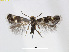  (heliozelidgenus - RMNH.INS.24522)  @14 [ ] CreativeCommons - Attribution Non-Commercial Share-Alike (2015) Unspecified Naturalis Biodiversity Centre