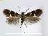  (Antispila ampelopsia - RMNH.INS.24542)  @11 [ ] CreativeCommons - Attribution Non-Commercial Share-Alike (2015) Unspecified Naturalis Biodiversity Centre