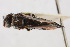  (Atlantomyia - NHMUK014588845)  @11 [ ] CreativeCommons  Attribution (by)  Trustees of the Natural History Museum, London Natural History Museum, London