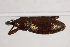  (Lamprochrus cossonoides - NHMUK014666313)  @11 [ ] CreativeCommons  Attribution (by)  Trustees of the Natural History Museum, London Natural History Museum, London