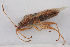  (Nysius sanctaehelenae - NHMUK014666315)  @11 [ ] CreativeCommons  Attribution (by)  Trustees of the Natural History Museum, London Natural History Museum, London