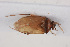  (Orthops mutabilis - NHMUK014666318)  @11 [ ] CreativeCommons  Attribution (by)  Trustees of the Natural History Museum, London Natural History Museum, London
