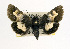  (Heliothis proruptus - USNM ENT 00161864.1)  @14 [ ] No Rights Reserved  Unspecified Unspecified