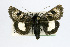  (Heliothis belladonna - USNM ENT 00161867.1)  @13 [ ] No Rights Reserved  Unspecified Unspecified