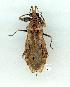  (Dulitocoris - gvc10654-1L)  @14 [ ] Copyright (2004) Unspecified Unspecified