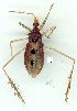  (Dactylopodocoris agilis - gvc4623-1L)  @14 [ ] Copyright (2004) Unspecified Unspecified